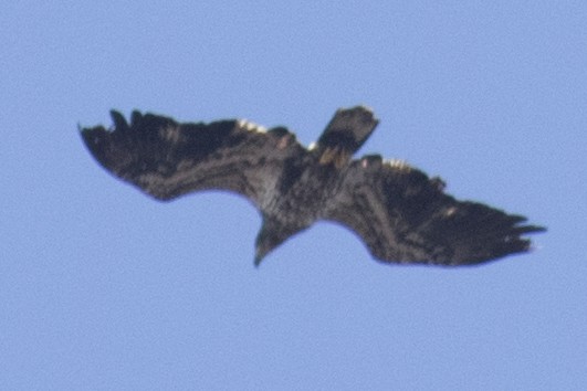 Белоголовый орлан - ML48977821
