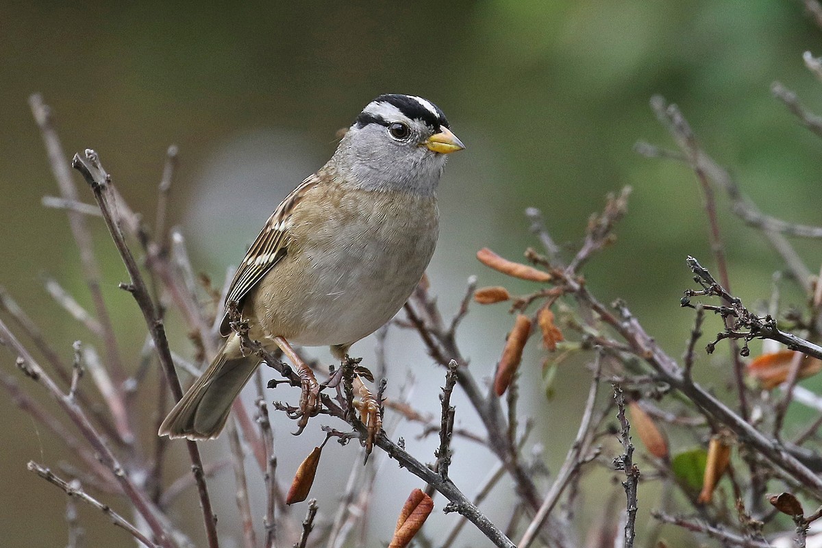 White-crowned Sparrow - Joan Tisdale
