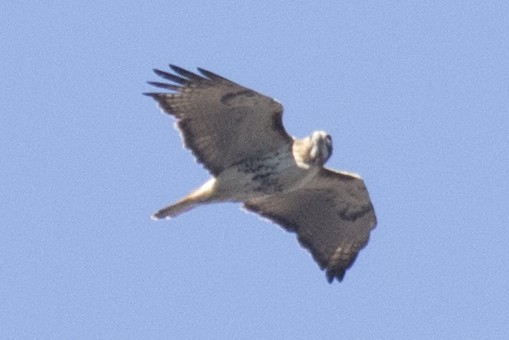 Red-tailed Hawk - ML48977941