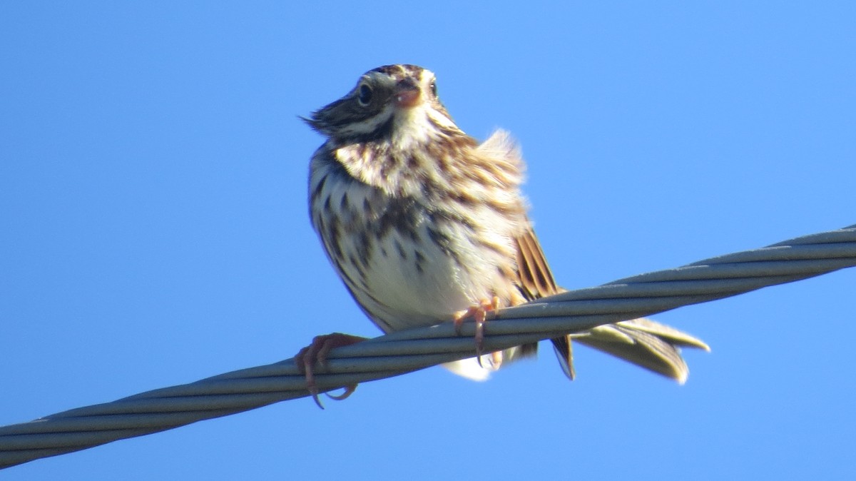 Savannah Sparrow - ML489783591