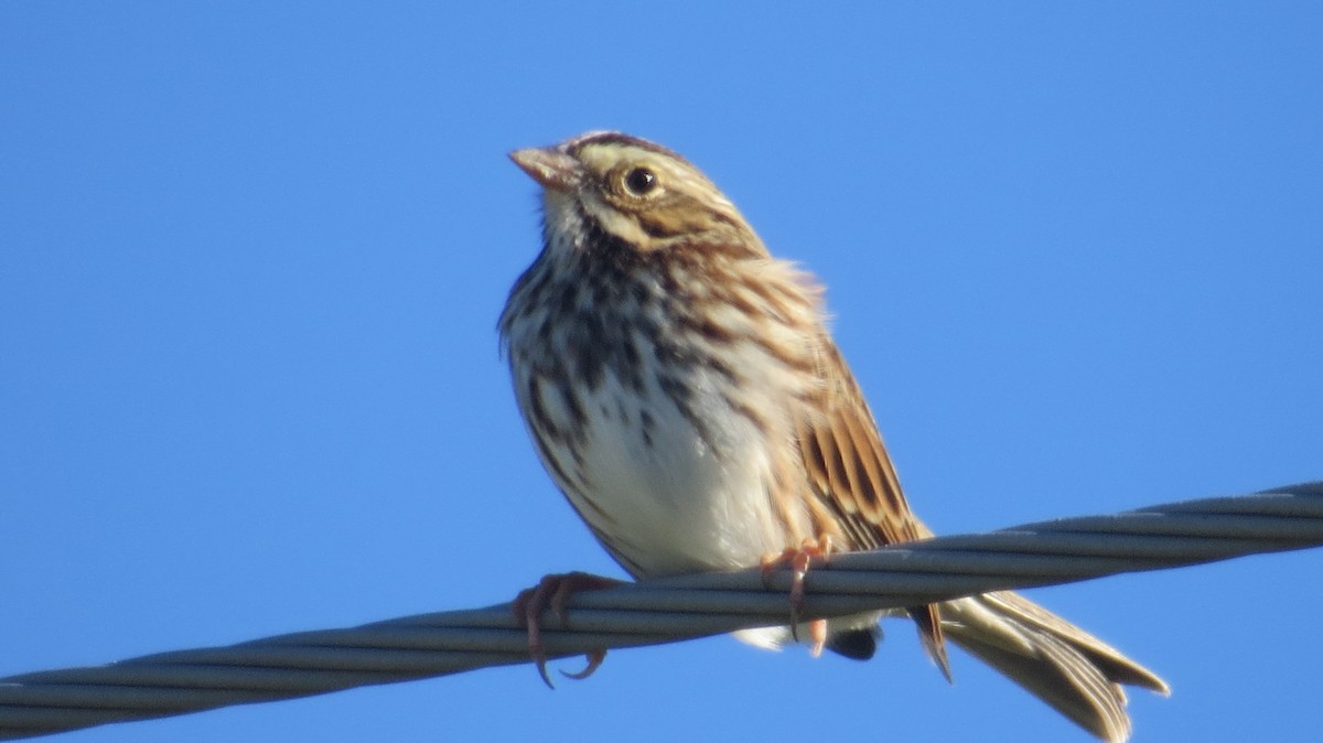 Savannah Sparrow - ML489783641