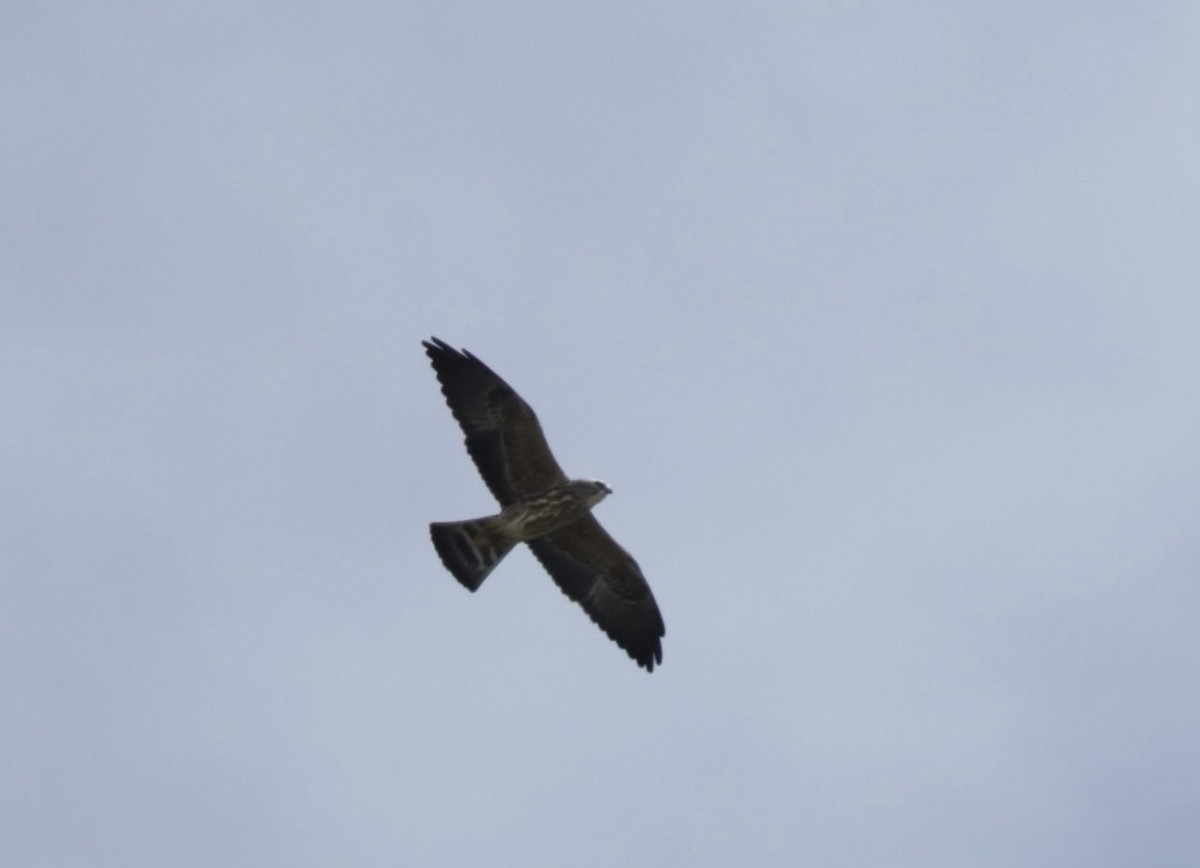 Mississippi Kite - A Birder
