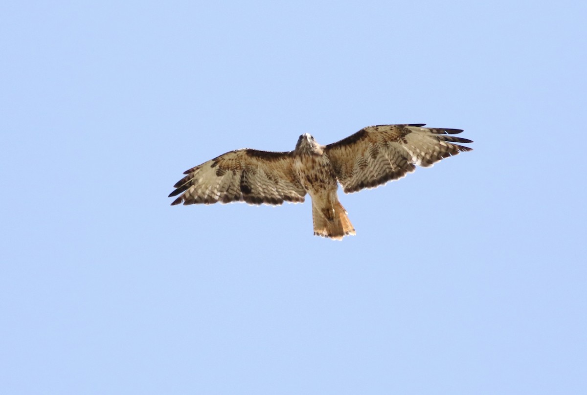 Red-tailed Hawk - ML489787561