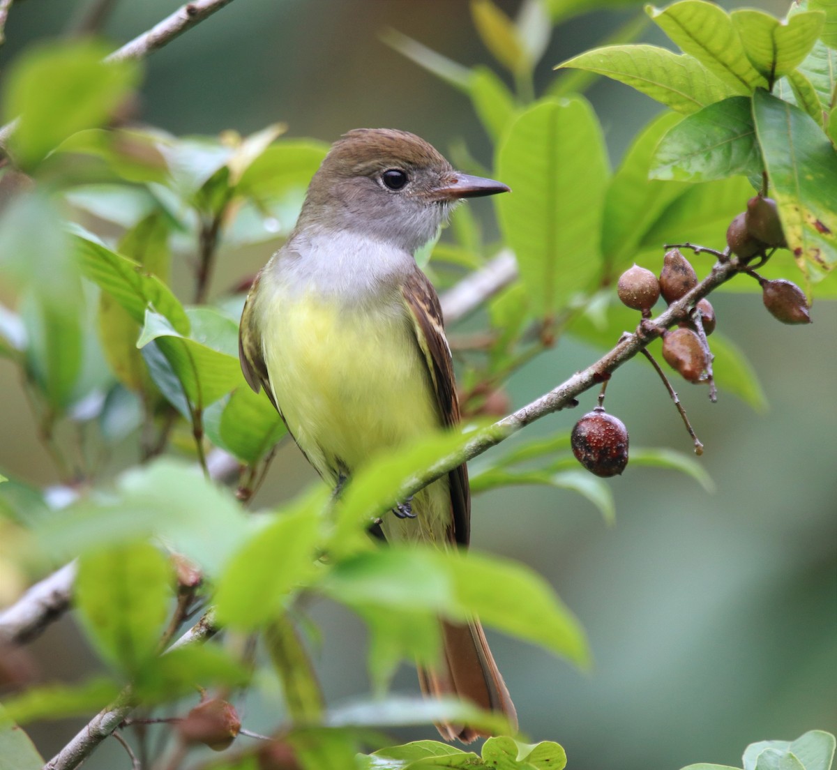 Great Crested Flycatcher - ML489790171