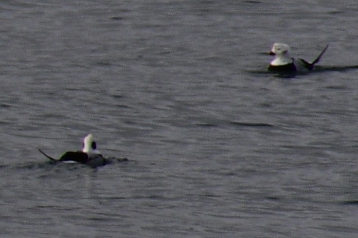 Long-tailed Duck - ML489793661