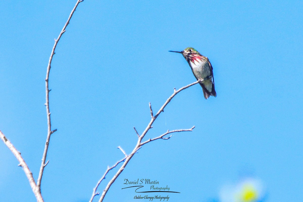 Calliope Hummingbird - ML489794661