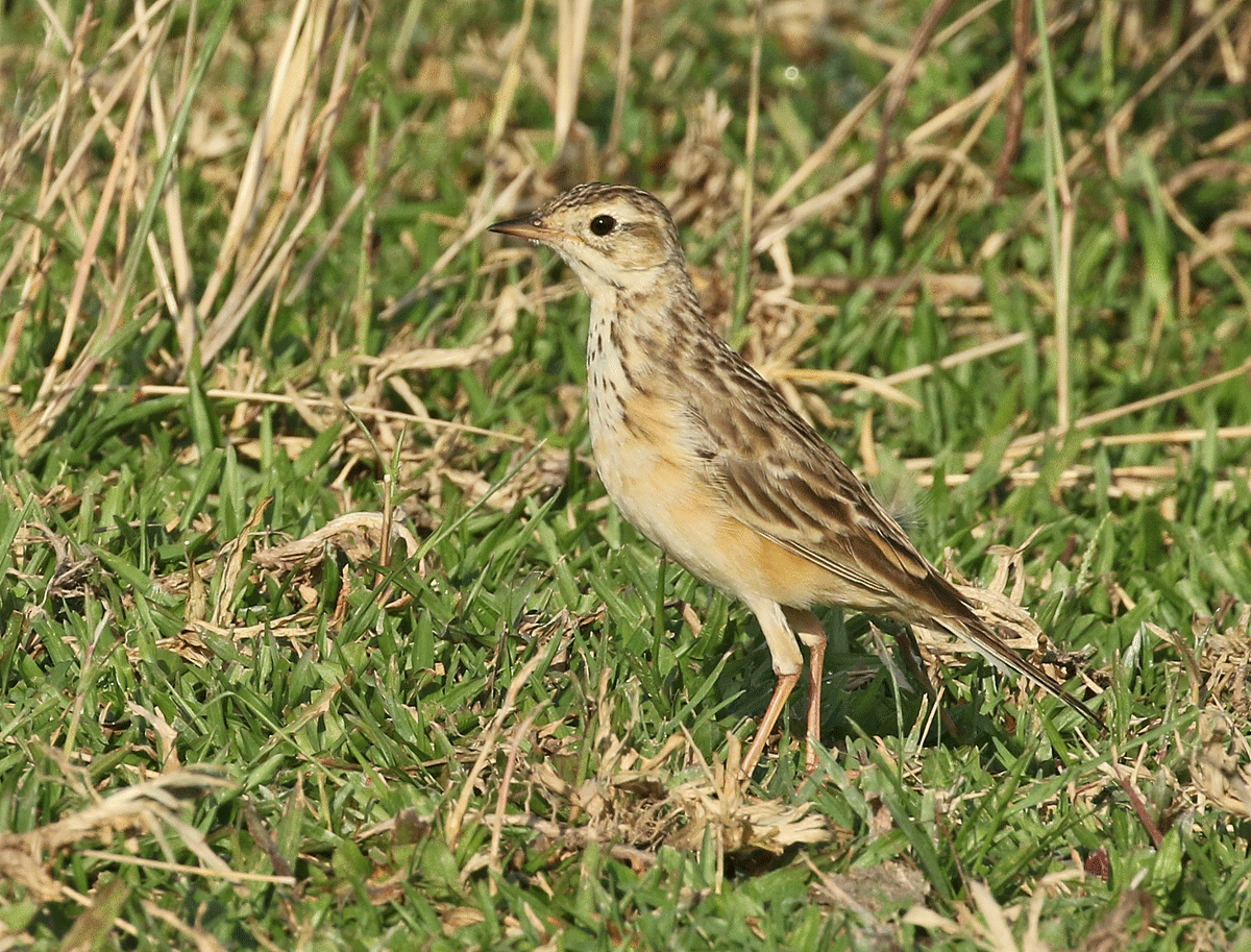 Blyth's Pipit - Dave Bakewell
