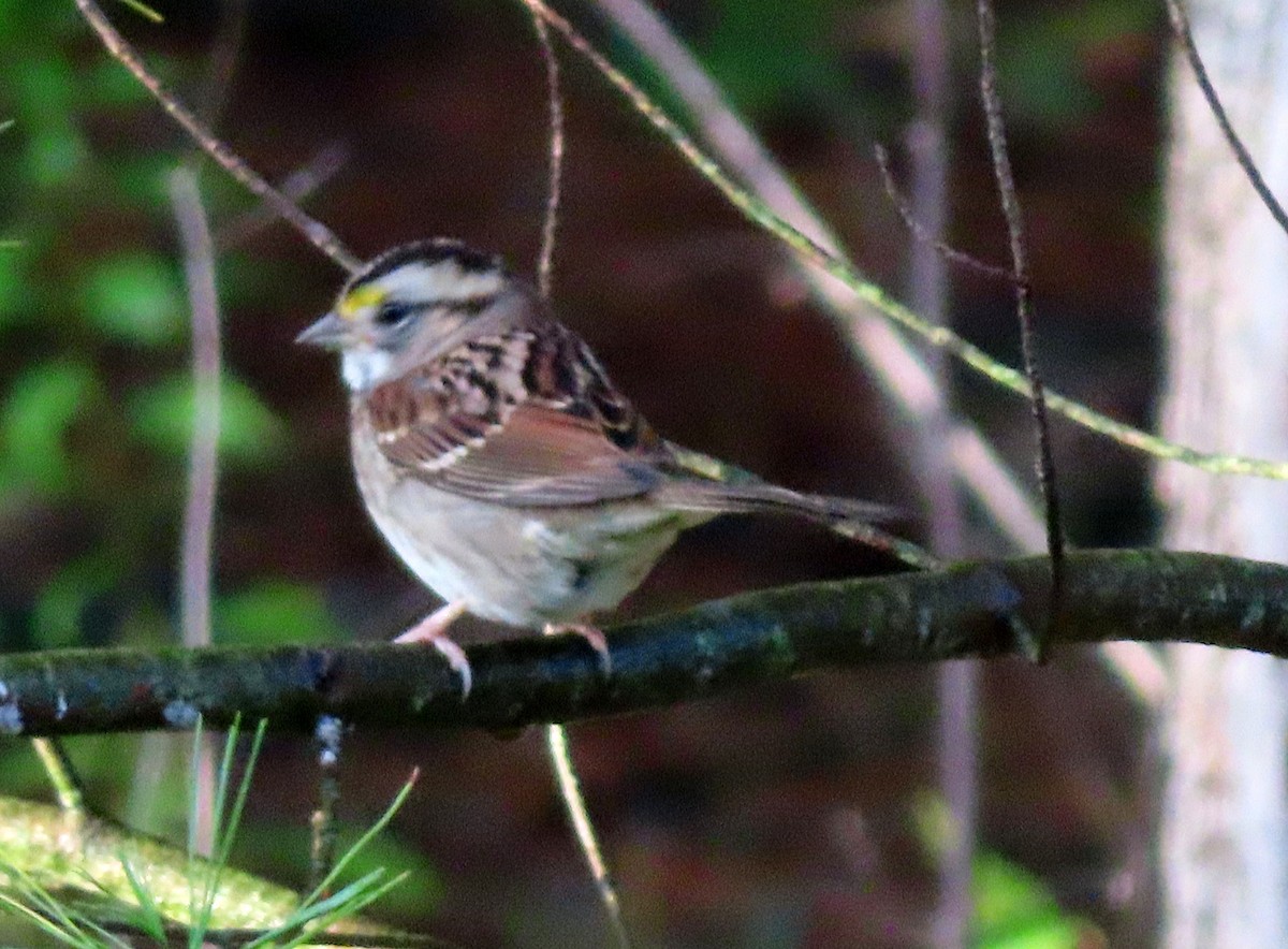 New York Breeding Bird Atlas Checklist - 26 Sep 2022 - 367 CR-7, Nassau