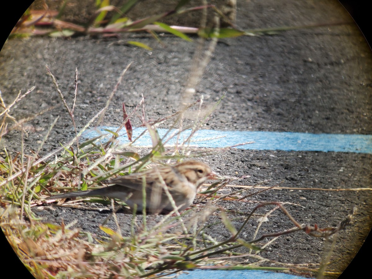 Clay-colored Sparrow - ML489808331