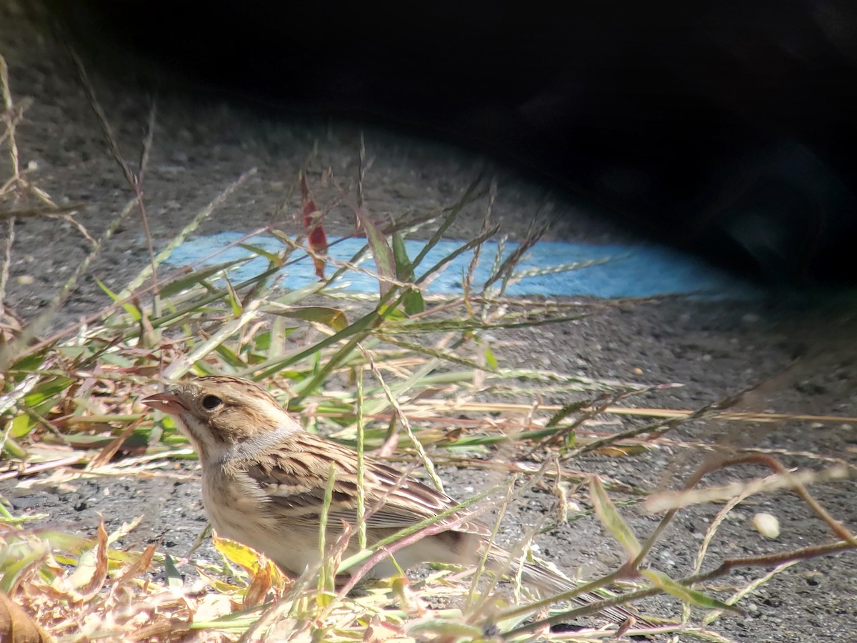 Clay-colored Sparrow - ML489809291