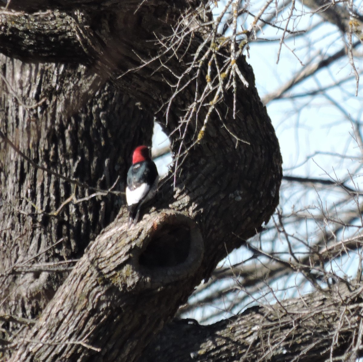 Red-headed Woodpecker - ML48981181