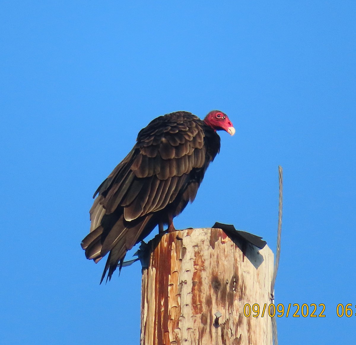 New York Breeding Bird Atlas Checklist - 9 Sep 2022 - 367 CR-7, Nassau
