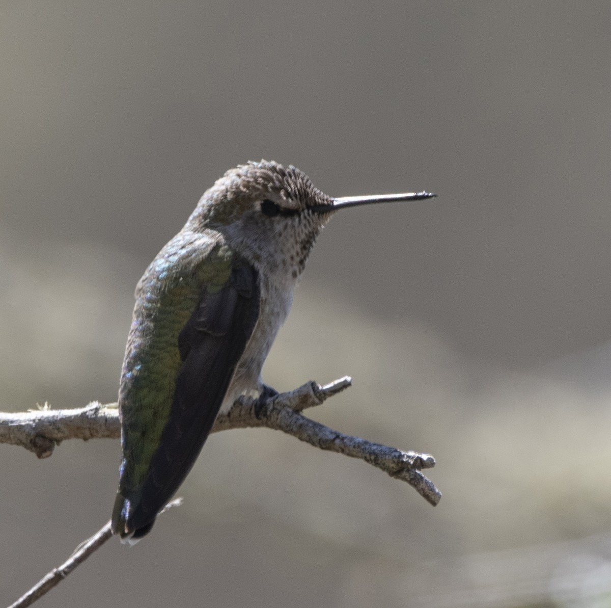 Anna's Hummingbird - ML489814531