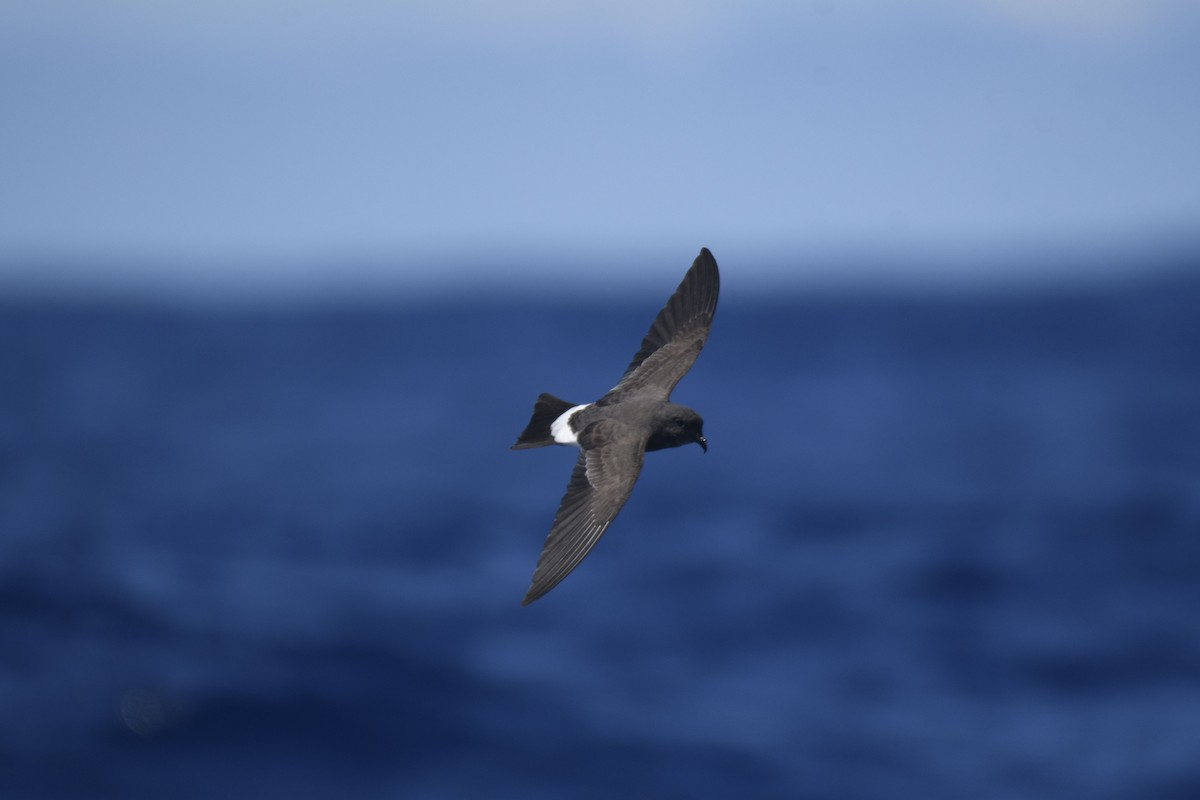 Black-bellied Storm-Petrel - Campbell Paine