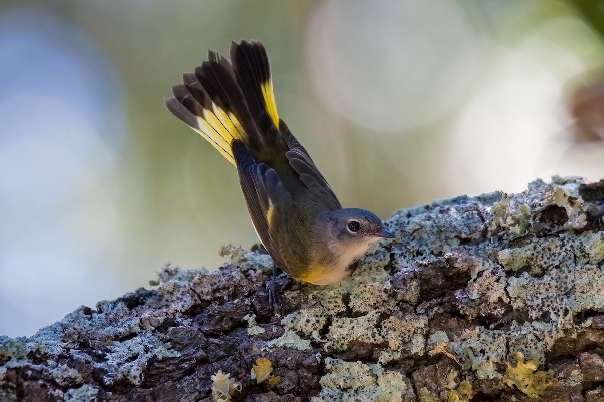 American Redstart - Perry Doggrell