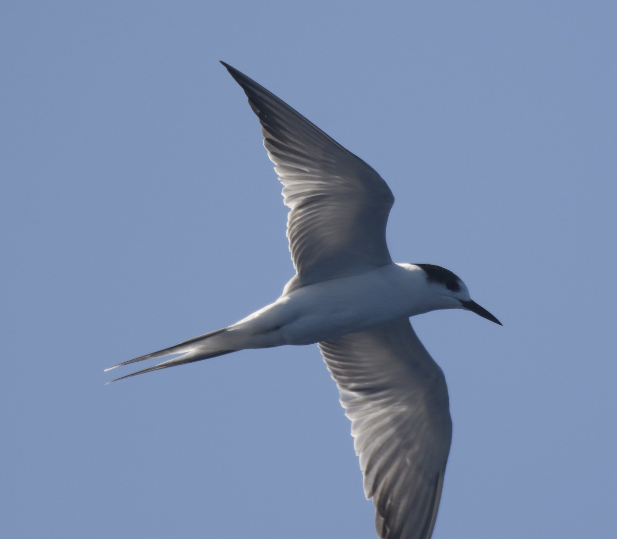 Common Tern - Campbell Paine