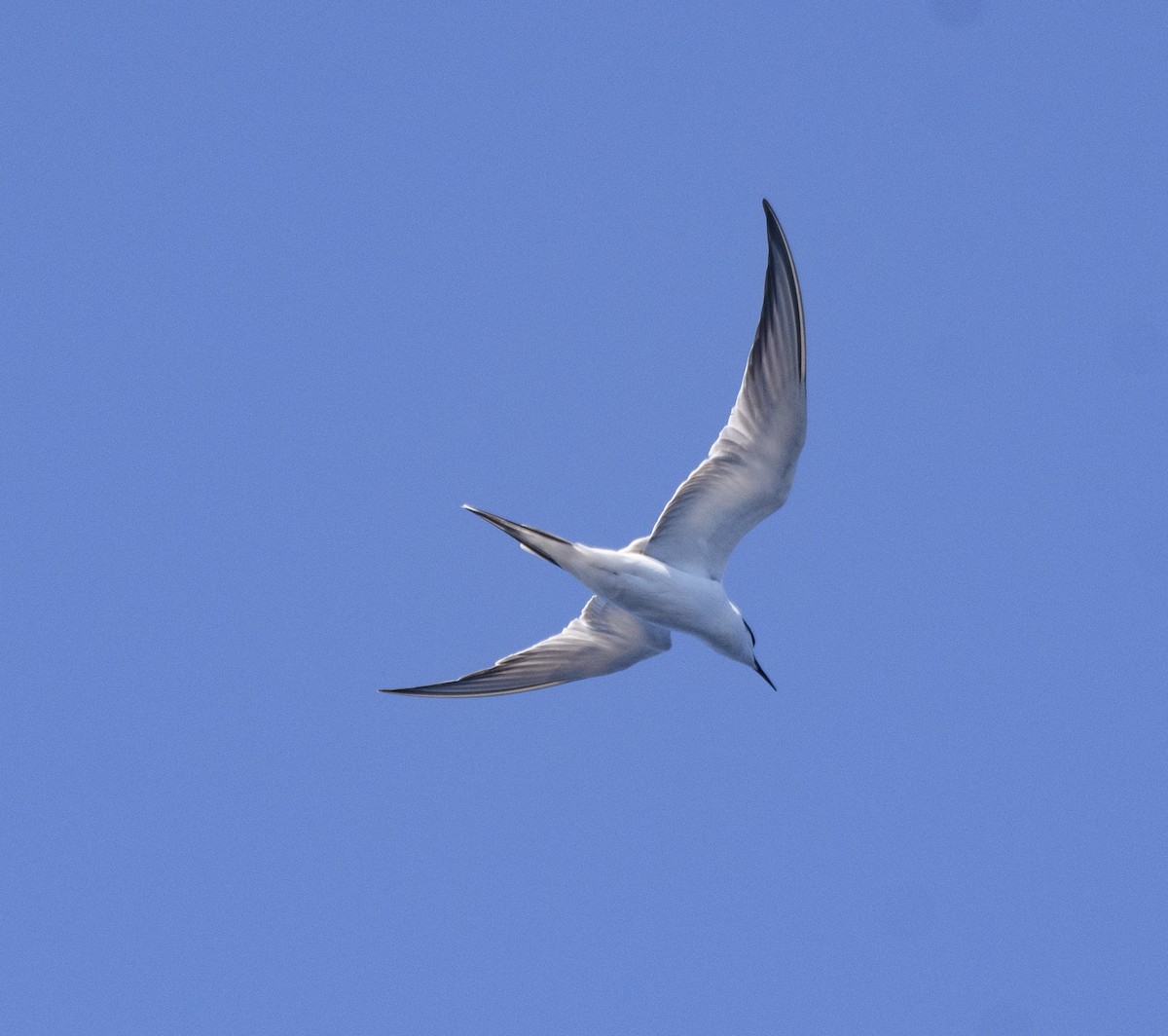 Common Tern - ML489816201