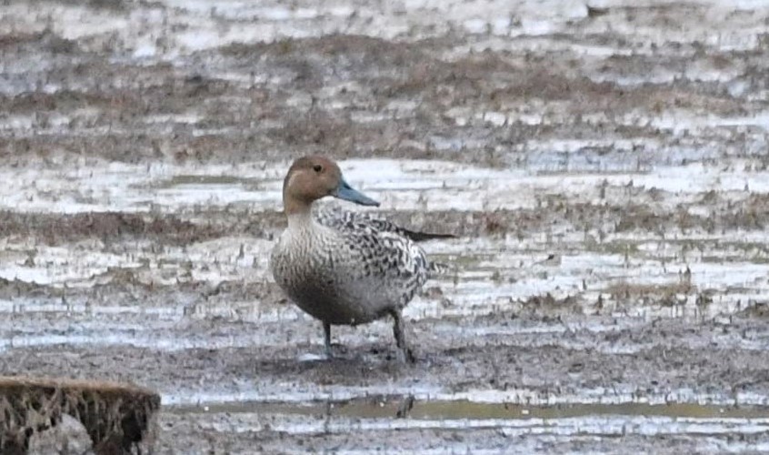 eBird Checklist - 2 Oct 2022 - Pleasant Creek WMA--Doe Run Sub