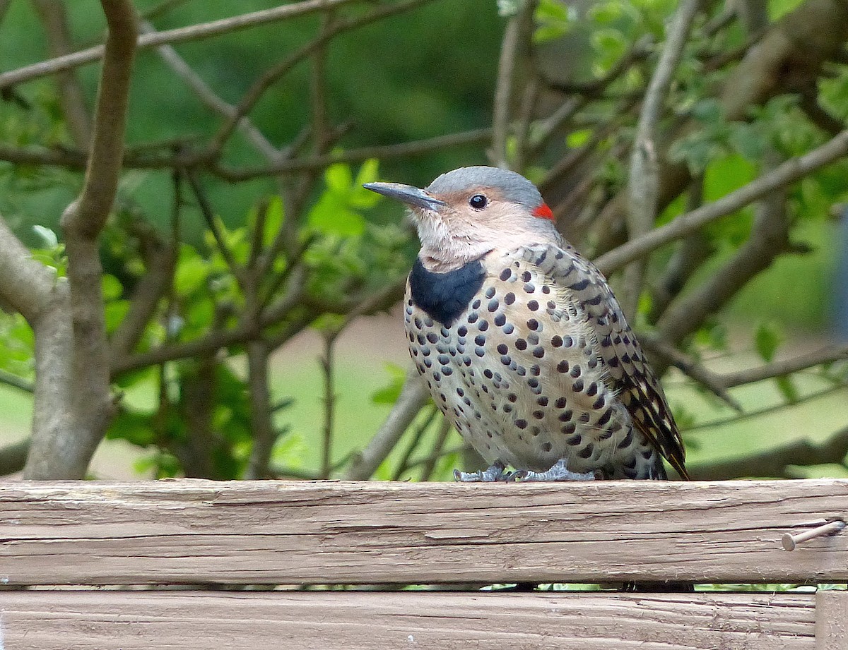 Northern Flicker (Yellow-shafted) - ML489826891