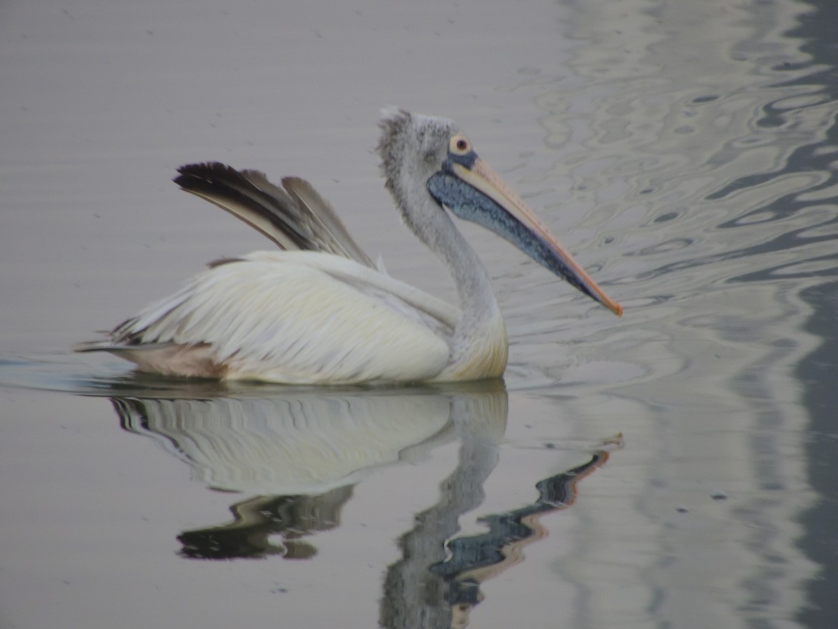 Spot-billed Pelican - Vineeth Kartha