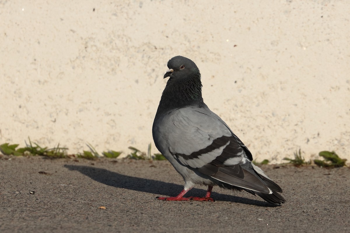 Rock Pigeon (Feral Pigeon) - ML489829861