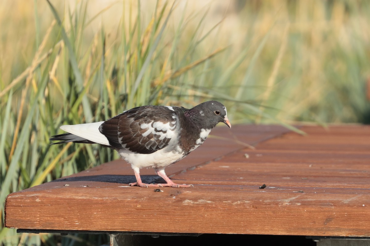Rock Pigeon (Feral Pigeon) - ML489829941