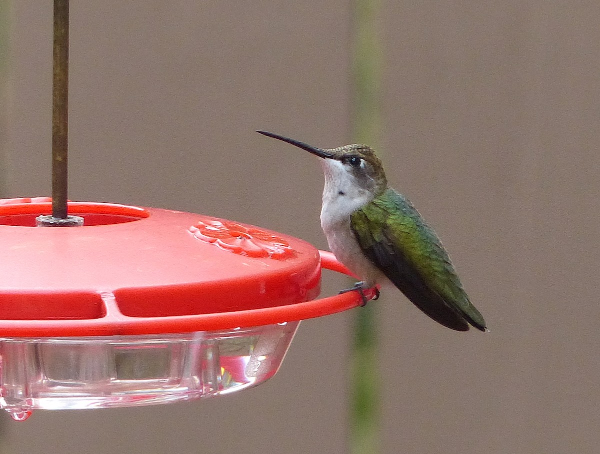 Ruby-throated Hummingbird - ML489831241