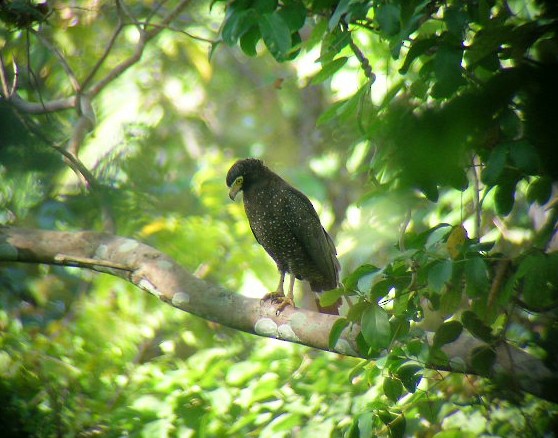 Andaman Serpent-Eagle - ML489831601