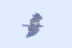 Белоголовый орлан - ML48983531