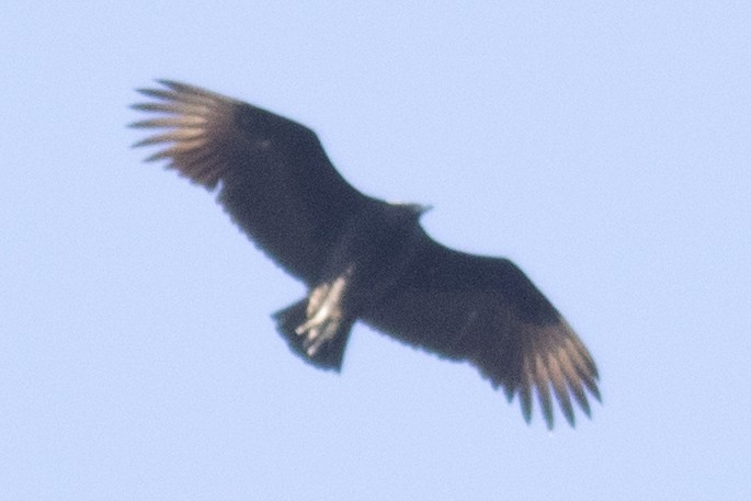 Black Vulture - ML48983601