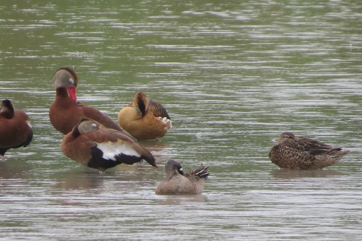 Fulvous Whistling-Duck - ML489836011