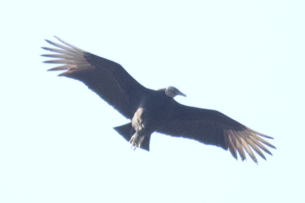 Black Vulture - David Brown