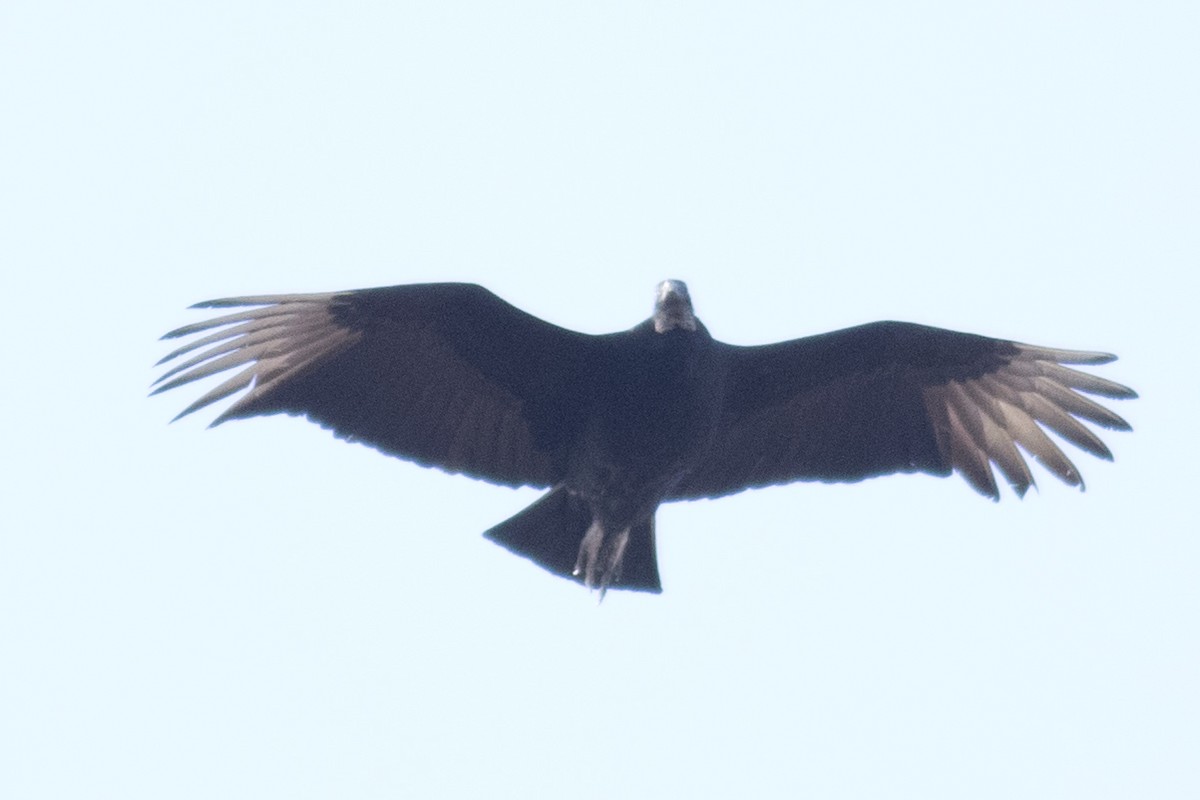 Black Vulture - David Brown