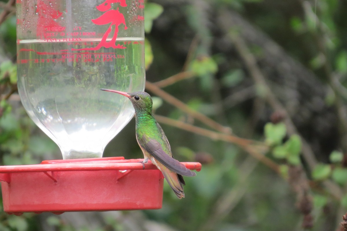 Buff-bellied Hummingbird - ML489837361