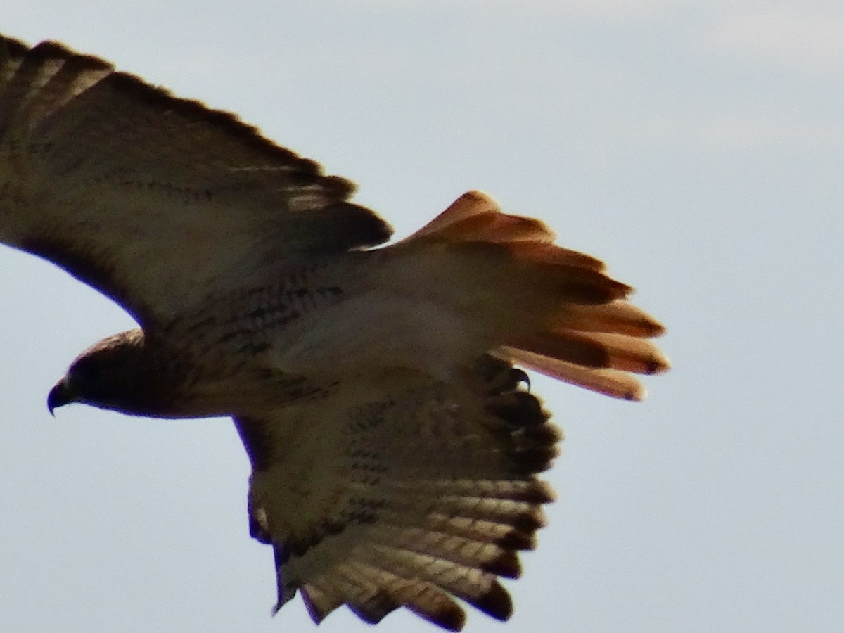 Red-tailed Hawk (borealis) - ML489842821