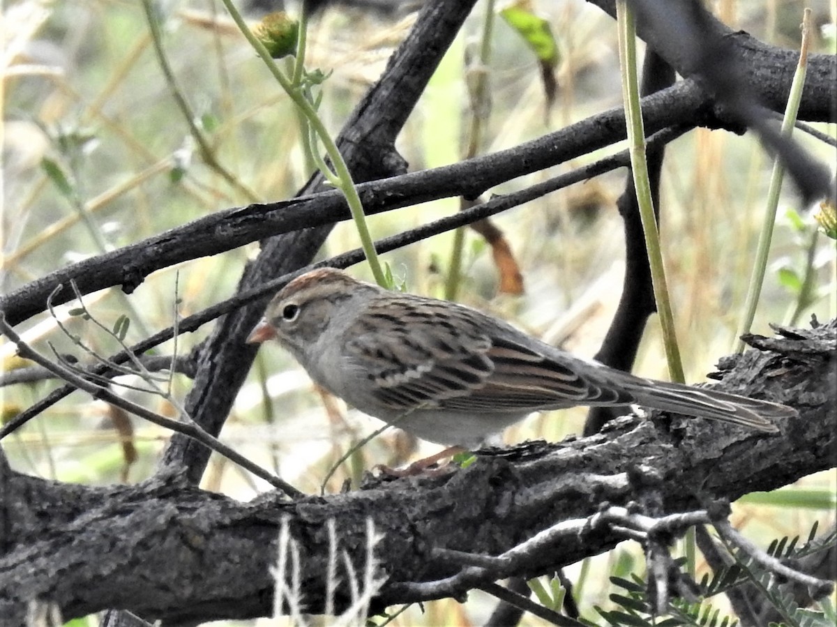 Chipping Sparrow - ML489843371