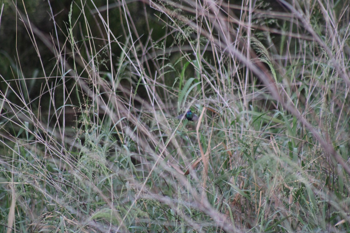 Broad-billed Hummingbird (Northern) - ML489843861