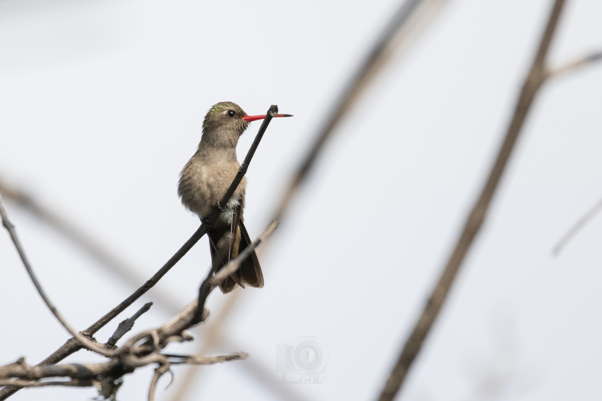 Dusky Hummingbird - ML489844561