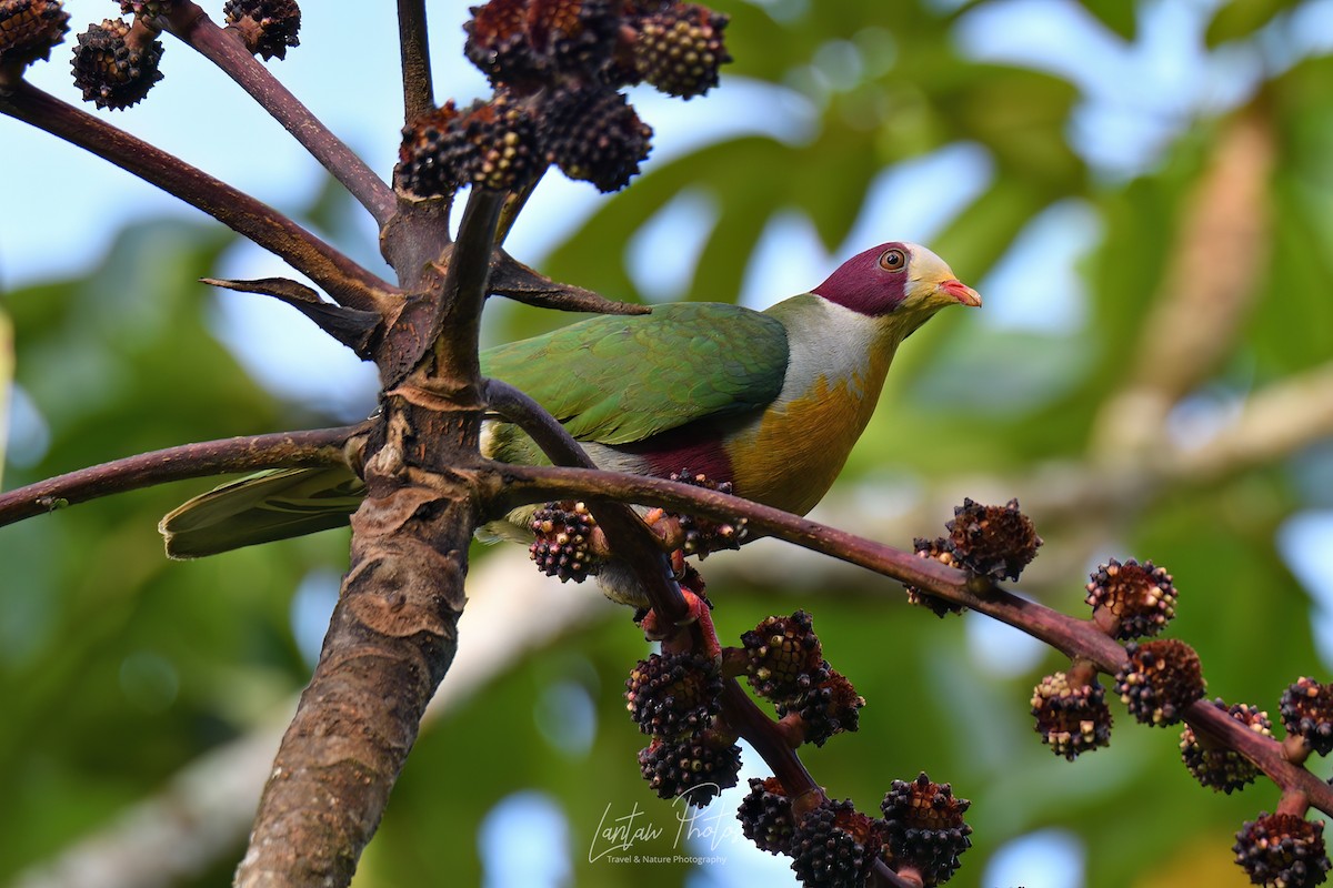 Yellow-breasted Fruit-Dove - ML489855201