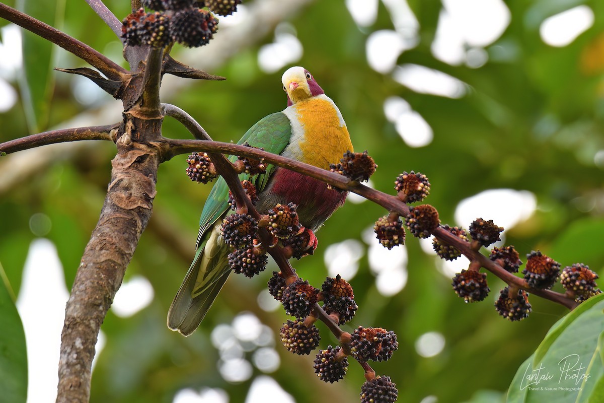 Yellow-breasted Fruit-Dove - ML489855211
