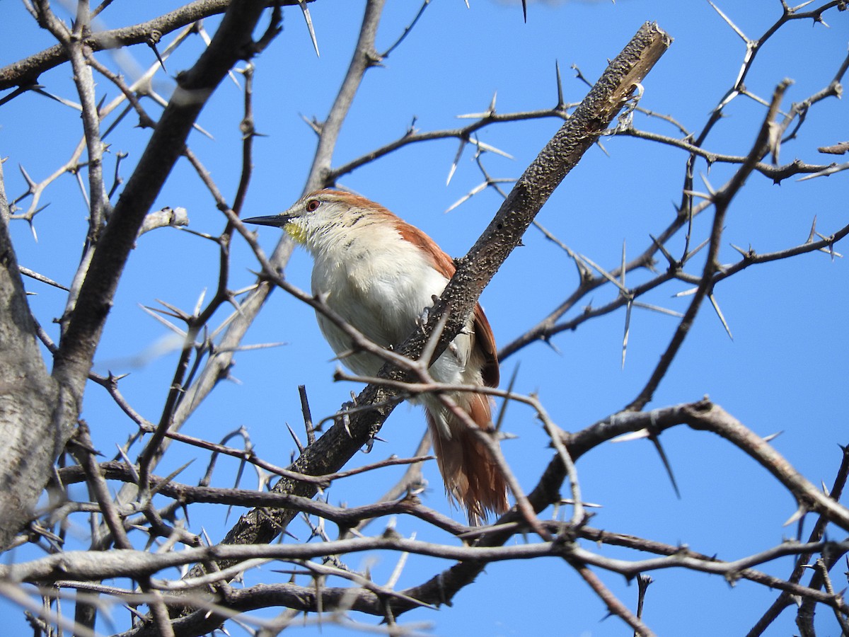 Yellow-chinned Spinetail - ML489858581