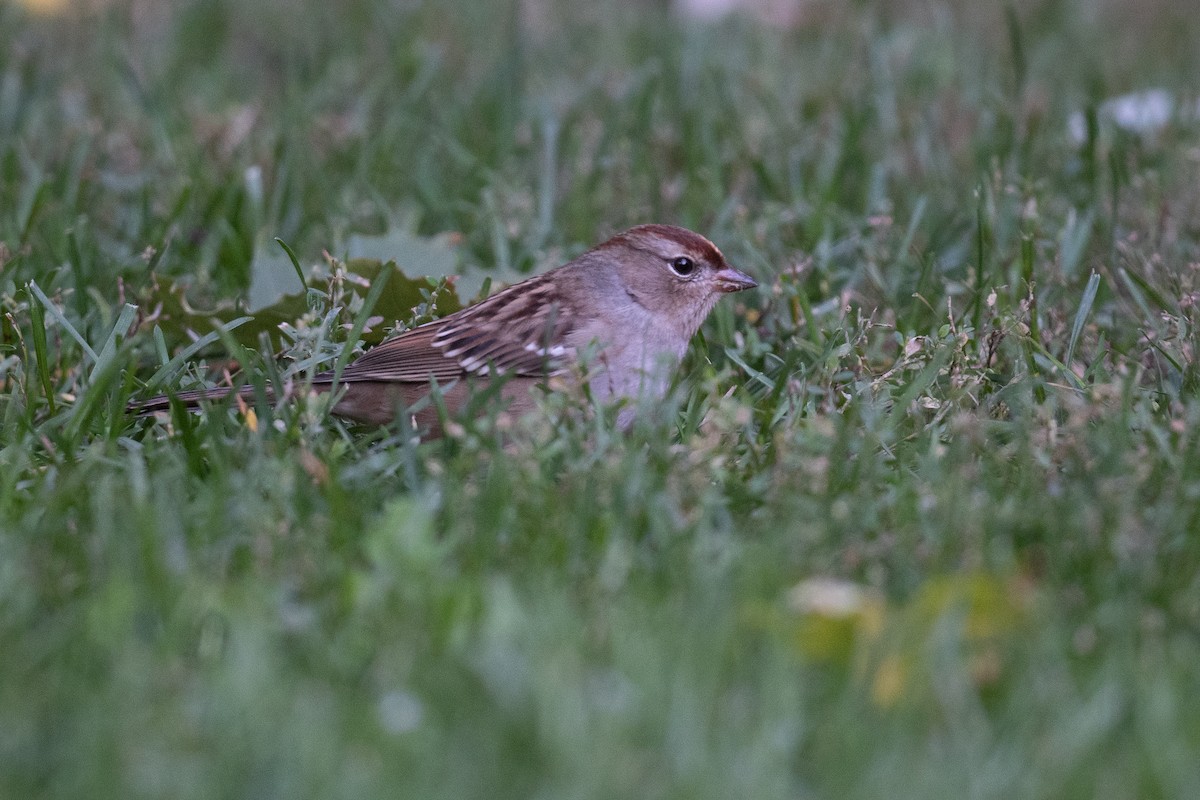 White-crowned Sparrow (Dark-lored) - ML489865701