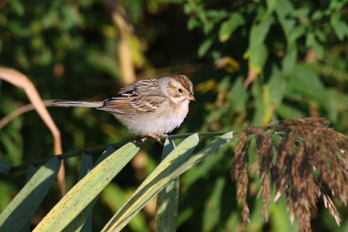 Clay-colored Sparrow - ML489870621