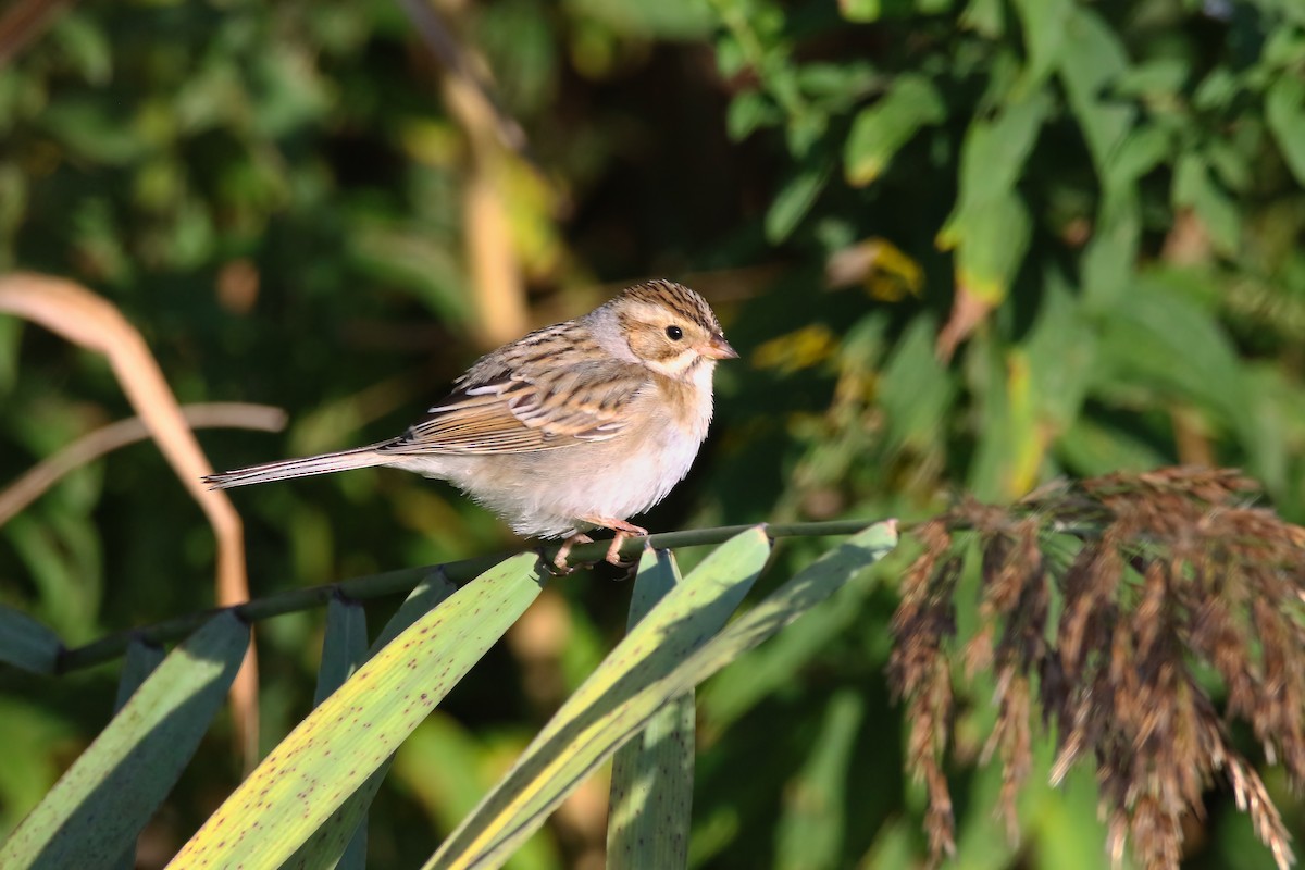 Clay-colored Sparrow - ML489870641