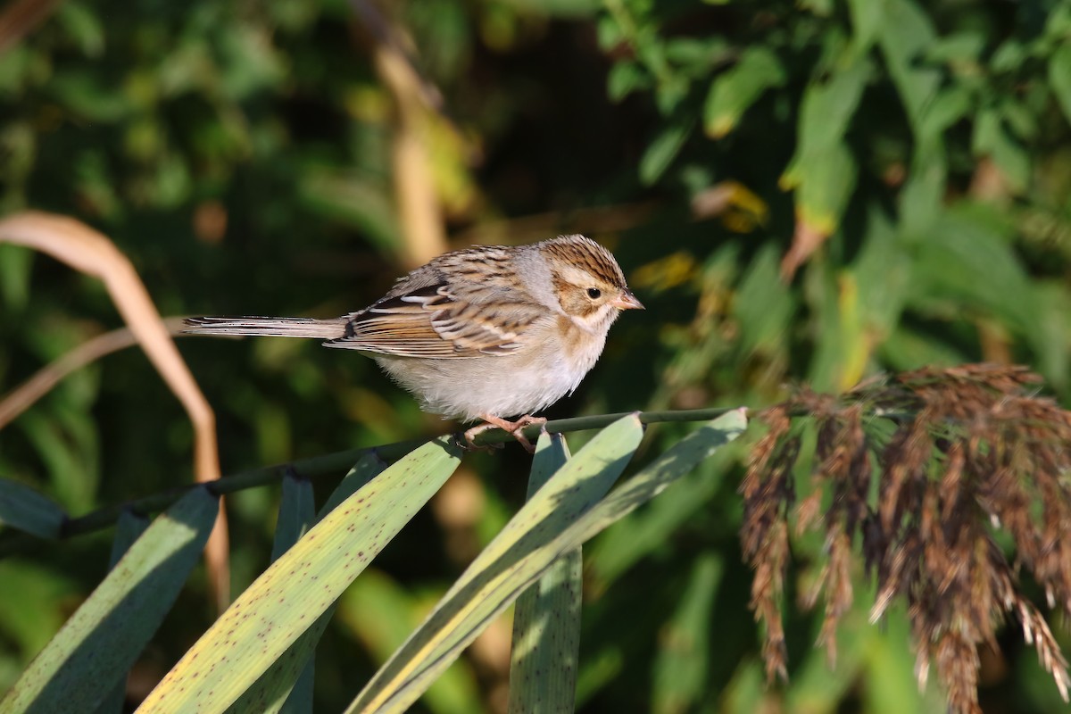 Clay-colored Sparrow - ML489870661