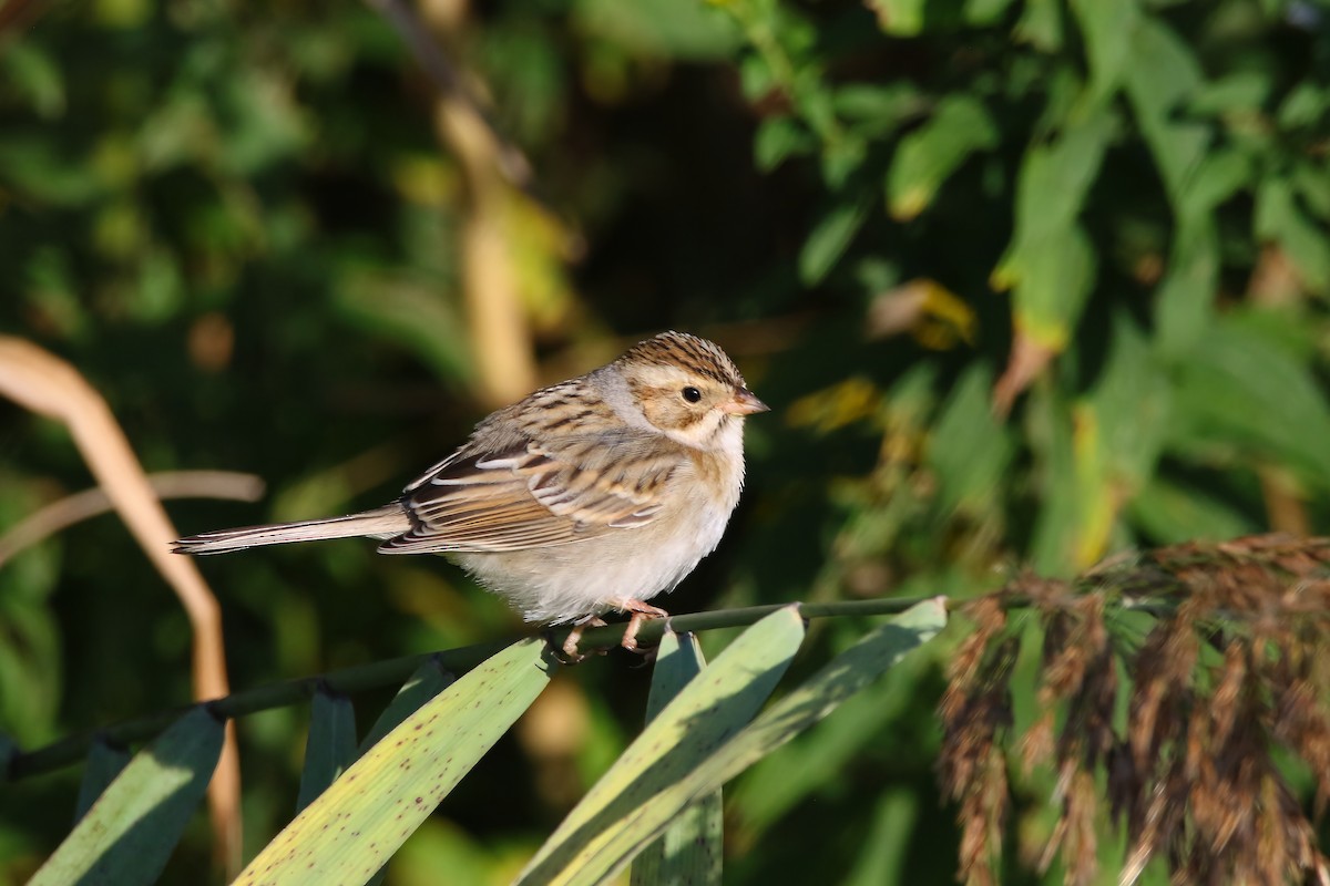 Clay-colored Sparrow - ML489870751