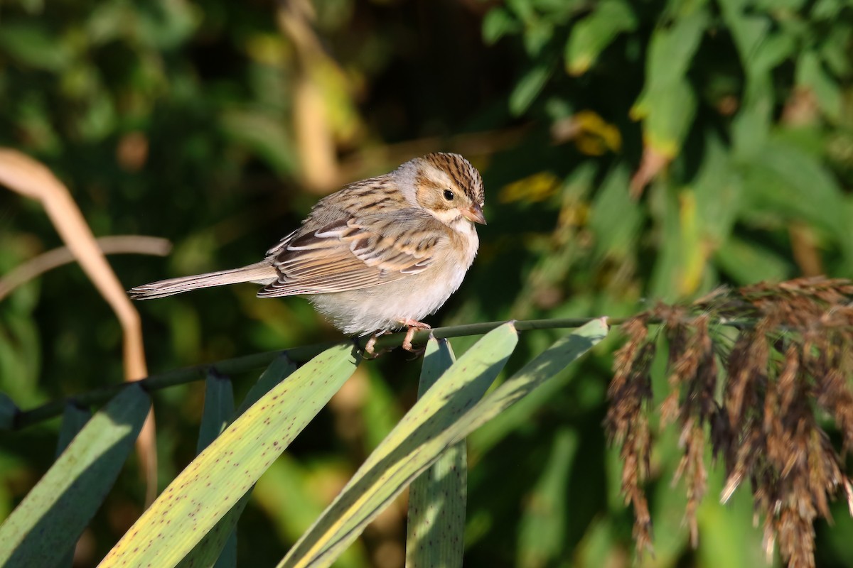 Clay-colored Sparrow - ML489870801