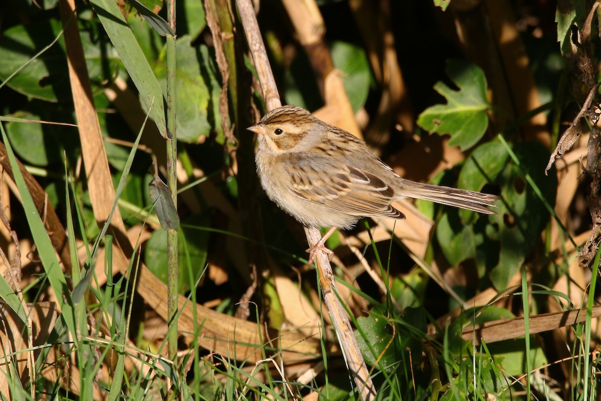 Clay-colored Sparrow - ML489870851
