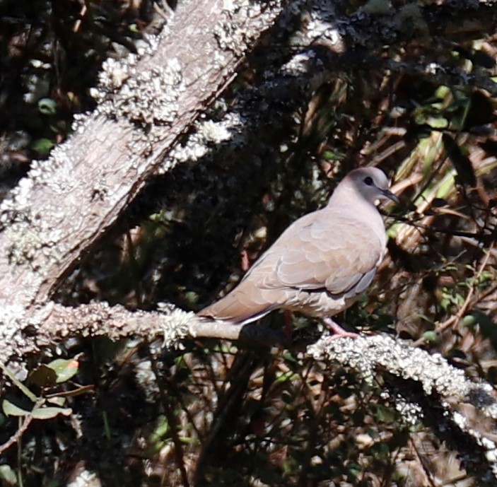 Large-tailed Dove - ML489873881