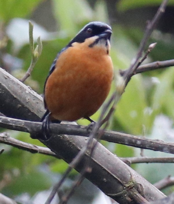 Chestnut-bellied Mountain Tanager - ML489876601